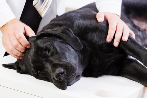 necrosis de oreja en perros causas sintomas y tratamiento