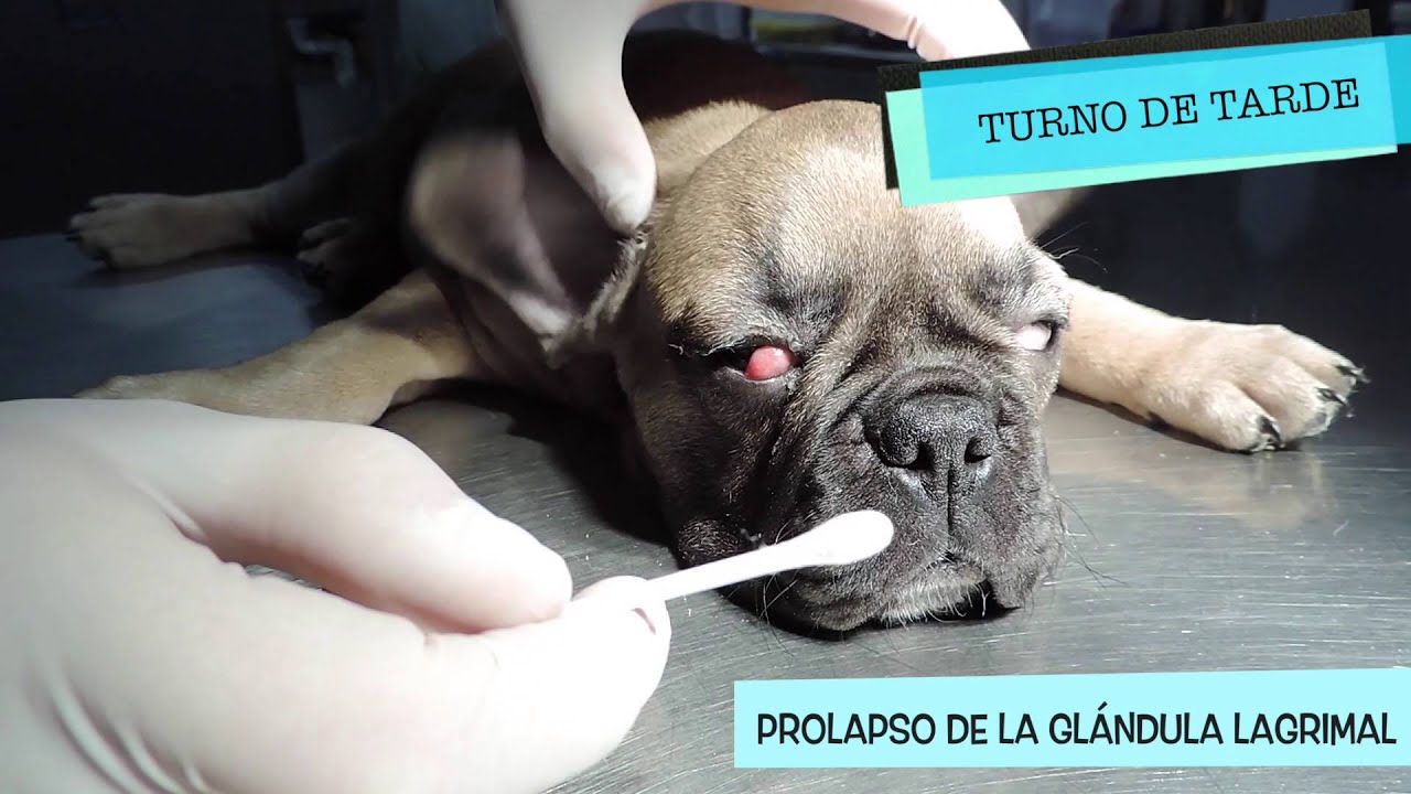 ojo hinchado en perros causas y tratamiento