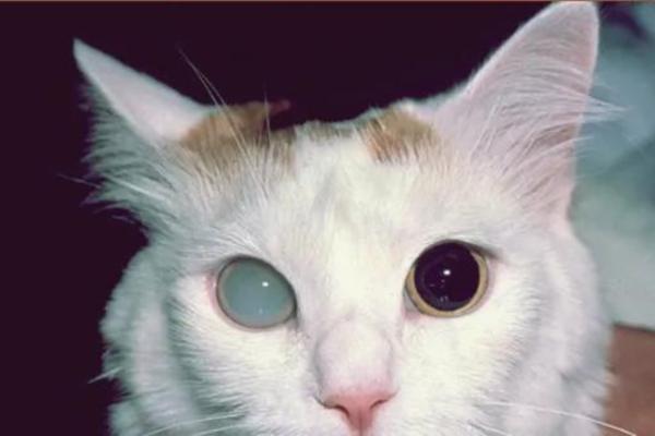 ojo nublado en gatos causas y tratamientos