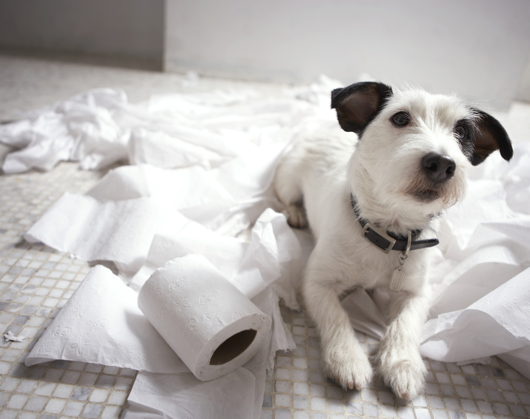 papel higienico para perros la solucion a tus problemas de limpieza