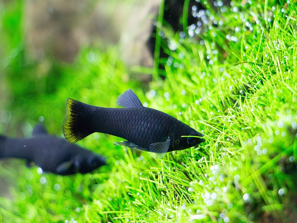 peces para pecera pequena