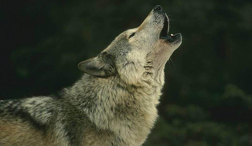 perro cazador de lobos el mejor aliado para la caza