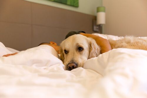 perro con plaquetas bajas causas sintomas y tratamiento