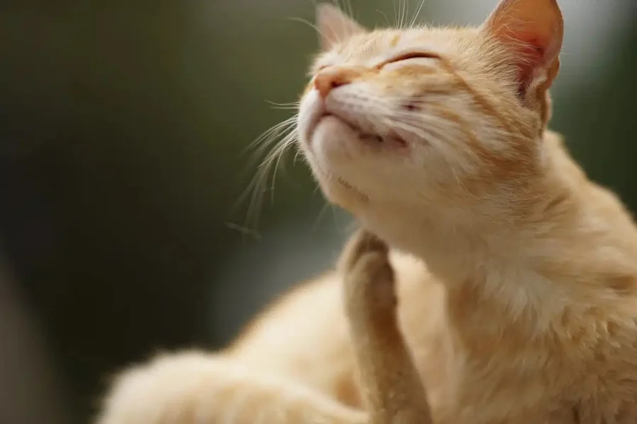 picaduras en gatos causas sintomas y tratamientos