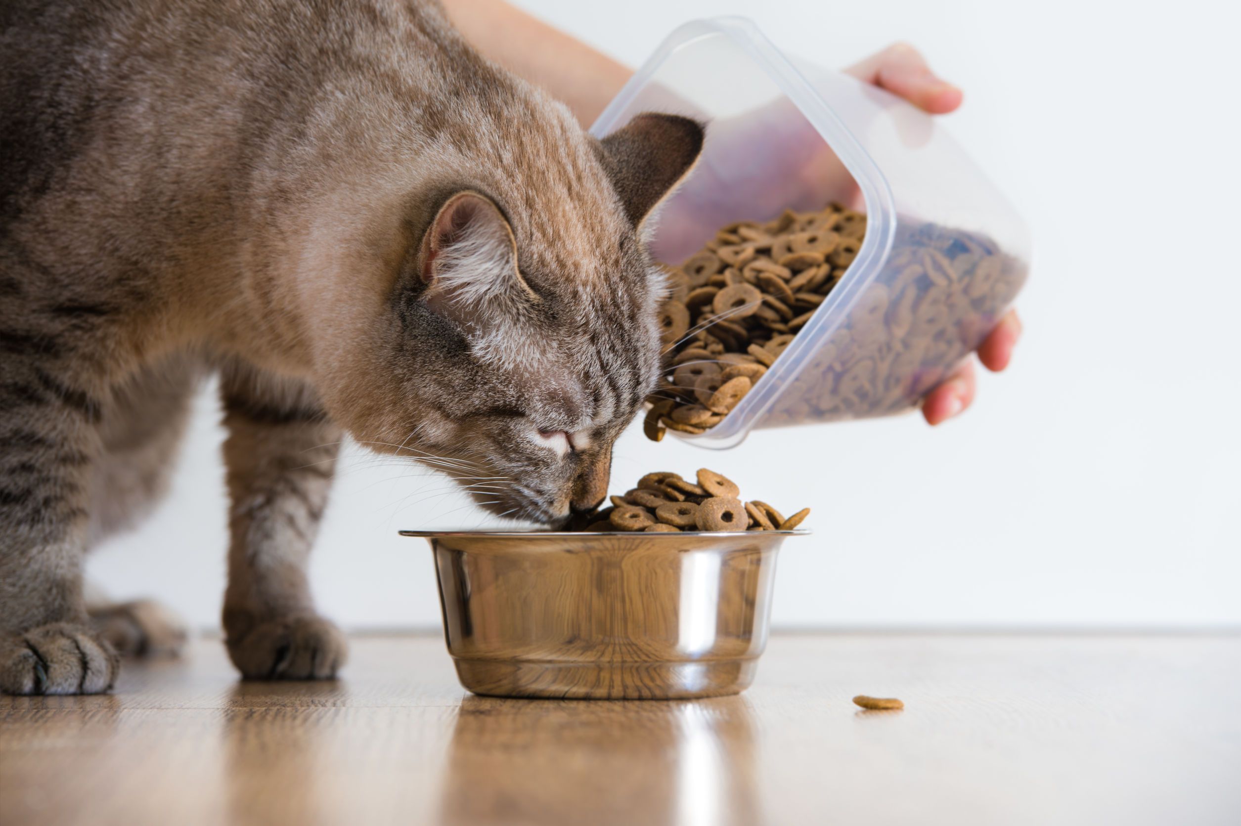 pienso gatos sin cereales
