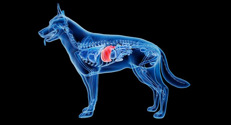 problemas hepaticos en perros causas sintomas y tratamientos