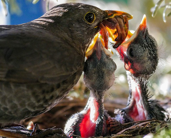 que come un gorrion descubre su dieta y habitos alimenticios