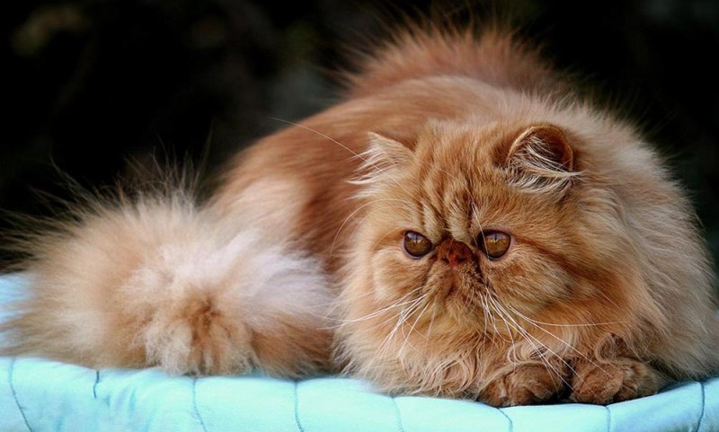 razas de gatos persas