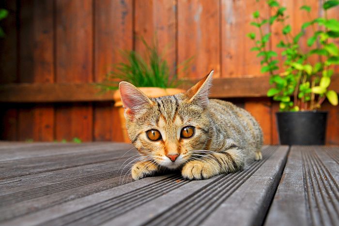 redes anticaidas para gatos protege a tu mascota con seguridad