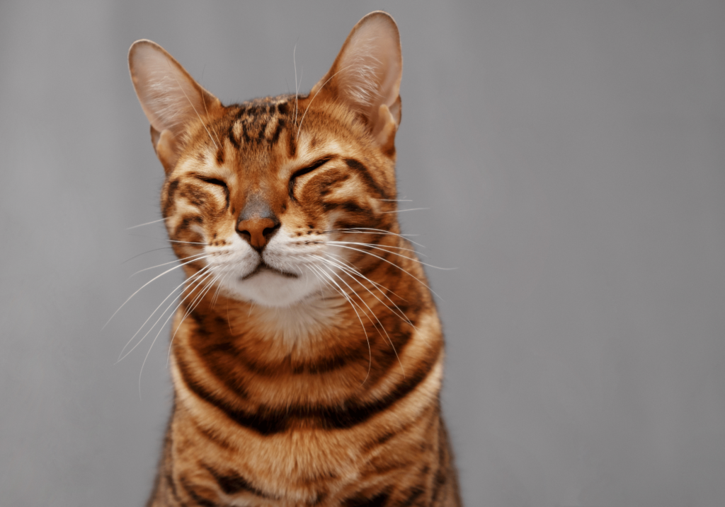 secretos de comunicacion felina como se comunican los gatos