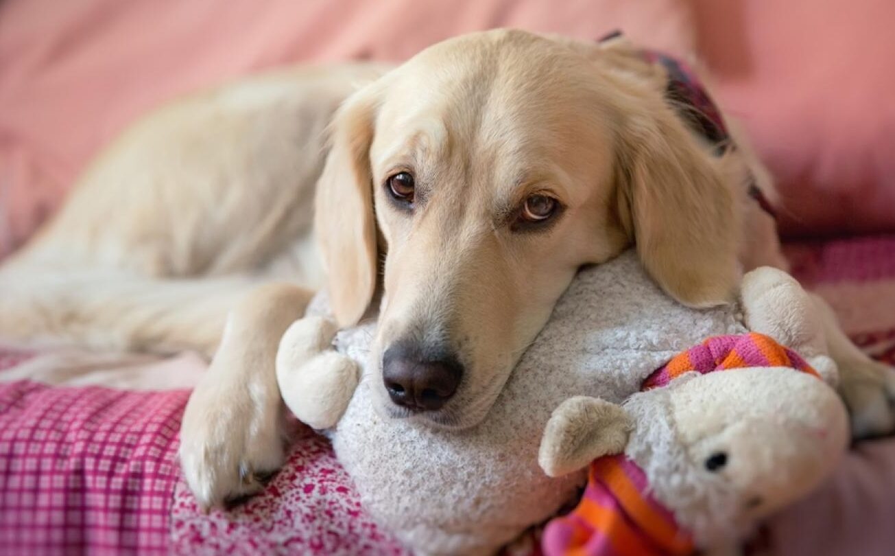 sintomas de embarazo psicologico en perras como detectarlos