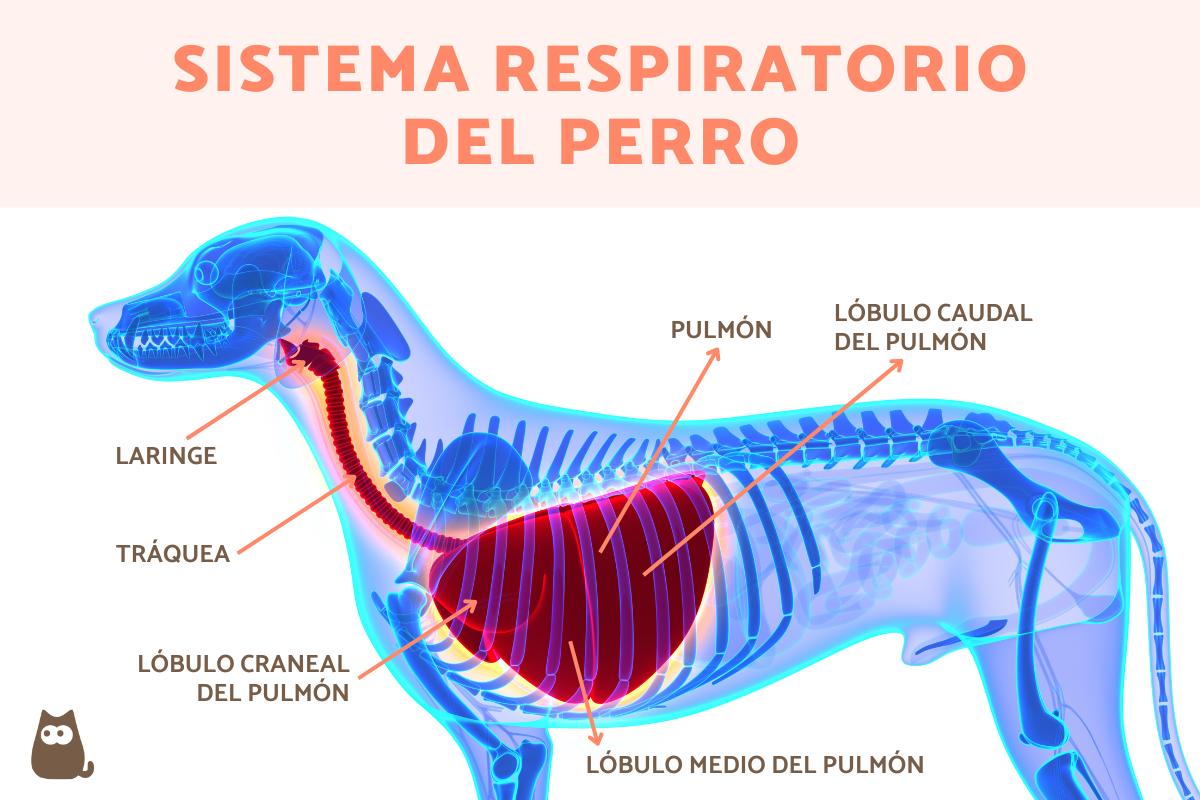sistema respiratorio animal funciones y caracteristicas 1