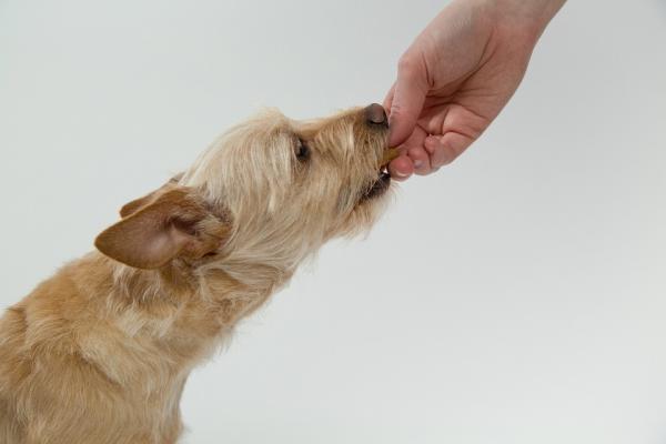 soluciones efectivas para lidiar con la agresividad de tu perro al ser reganado