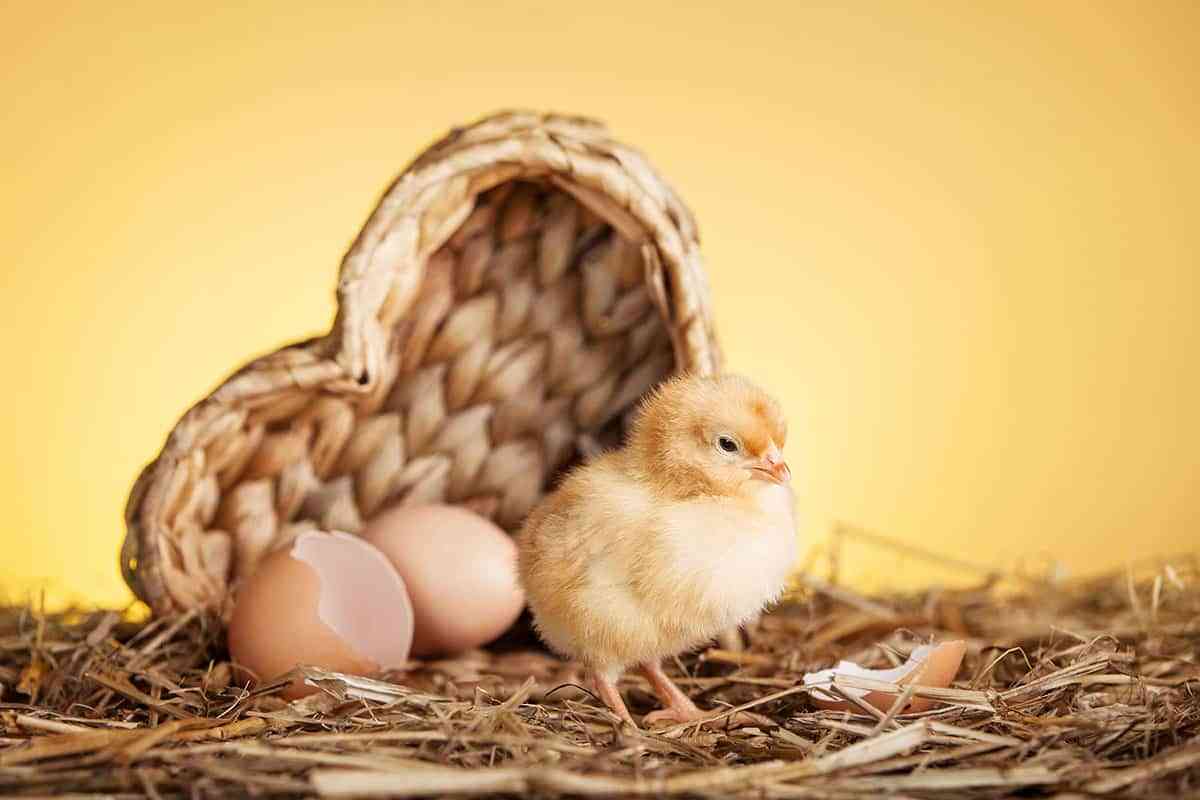 temperatura optima para incubar huevos de gallina