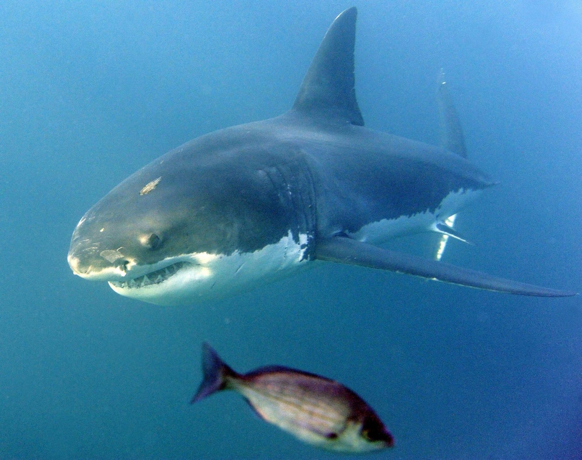 tiburones en el mediterraneo descubre su presencia y caracteristicas