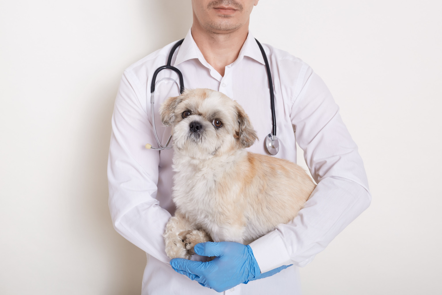todo lo que debes saber sobre el ictus en perros causas sintomas y tratamiento