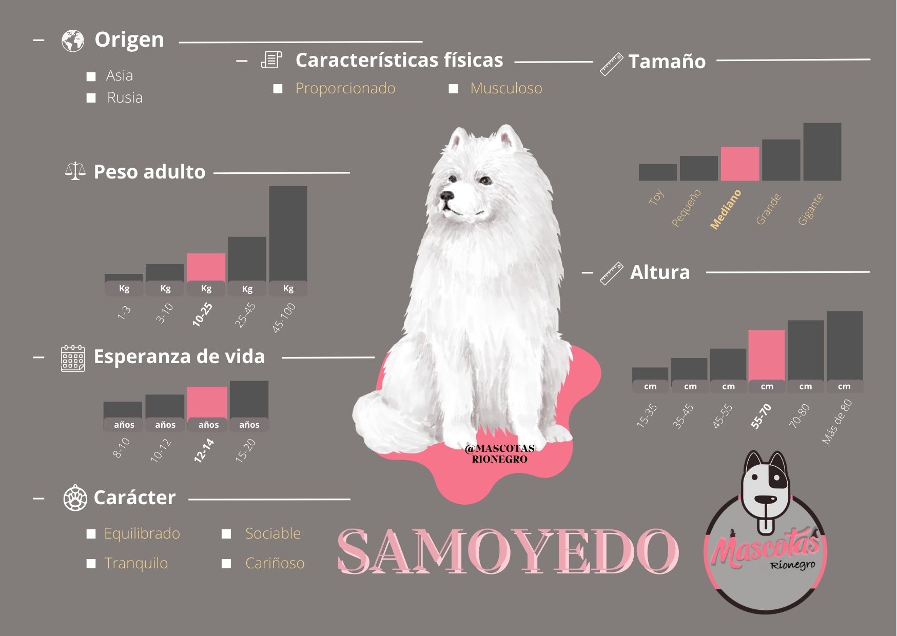 todo lo que debes saber sobre la encantadora raza de perro spaniel