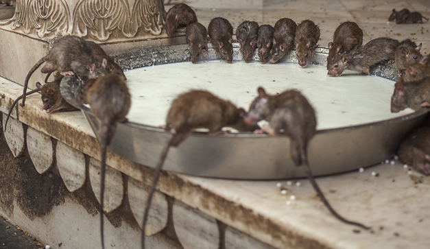 todo lo que debes saber sobre la reproduccion de las ratas