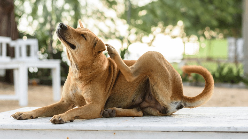 todo lo que debes saber sobre la tina en perros causas sintomas y tratamientos