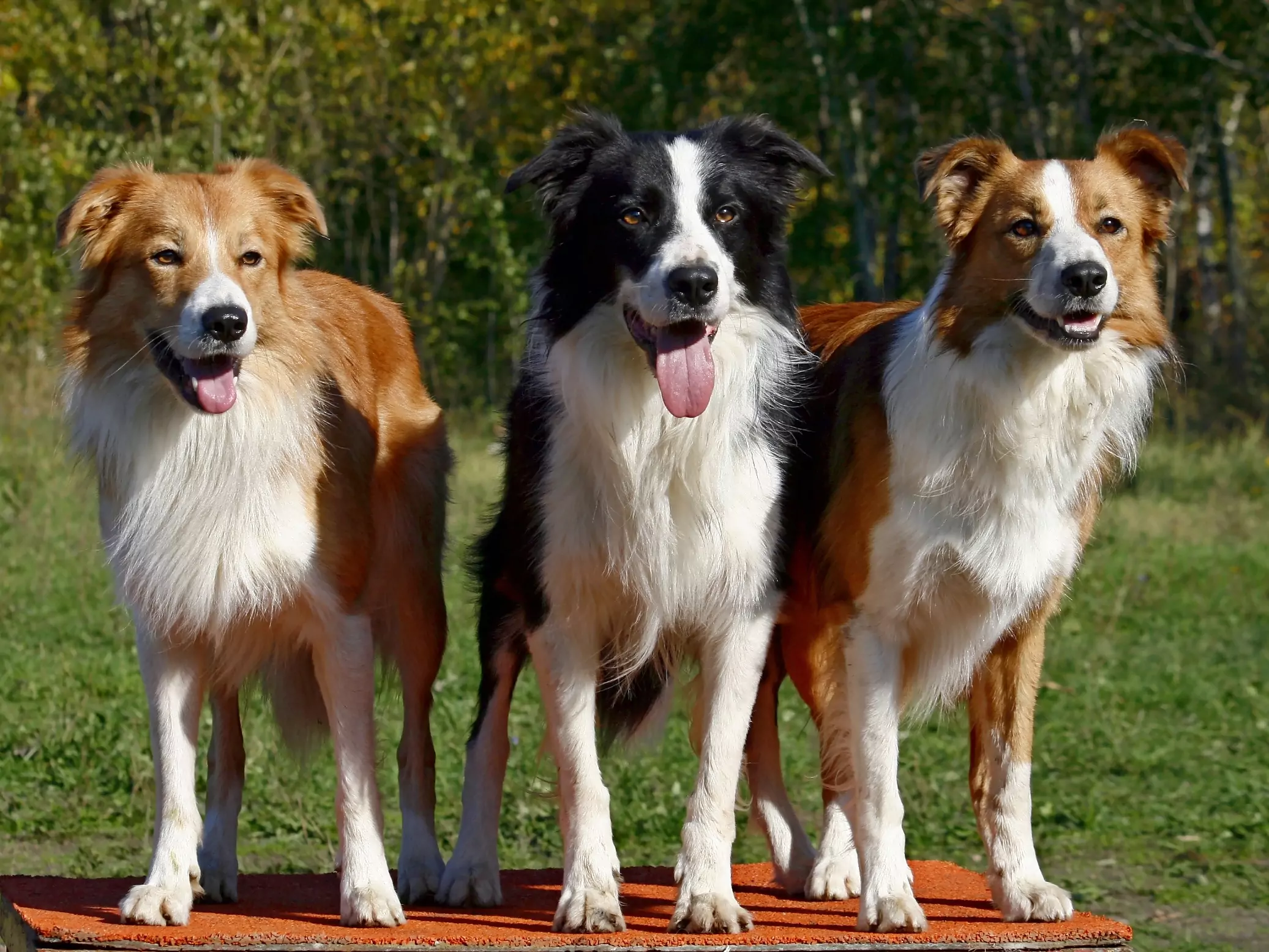 todo lo que necesitas saber sobre el border collie tricolor cachorro