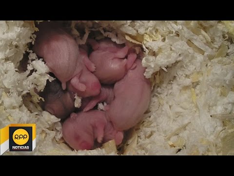 todo lo que necesitas saber sobre el tiempo de vida de los hamsters