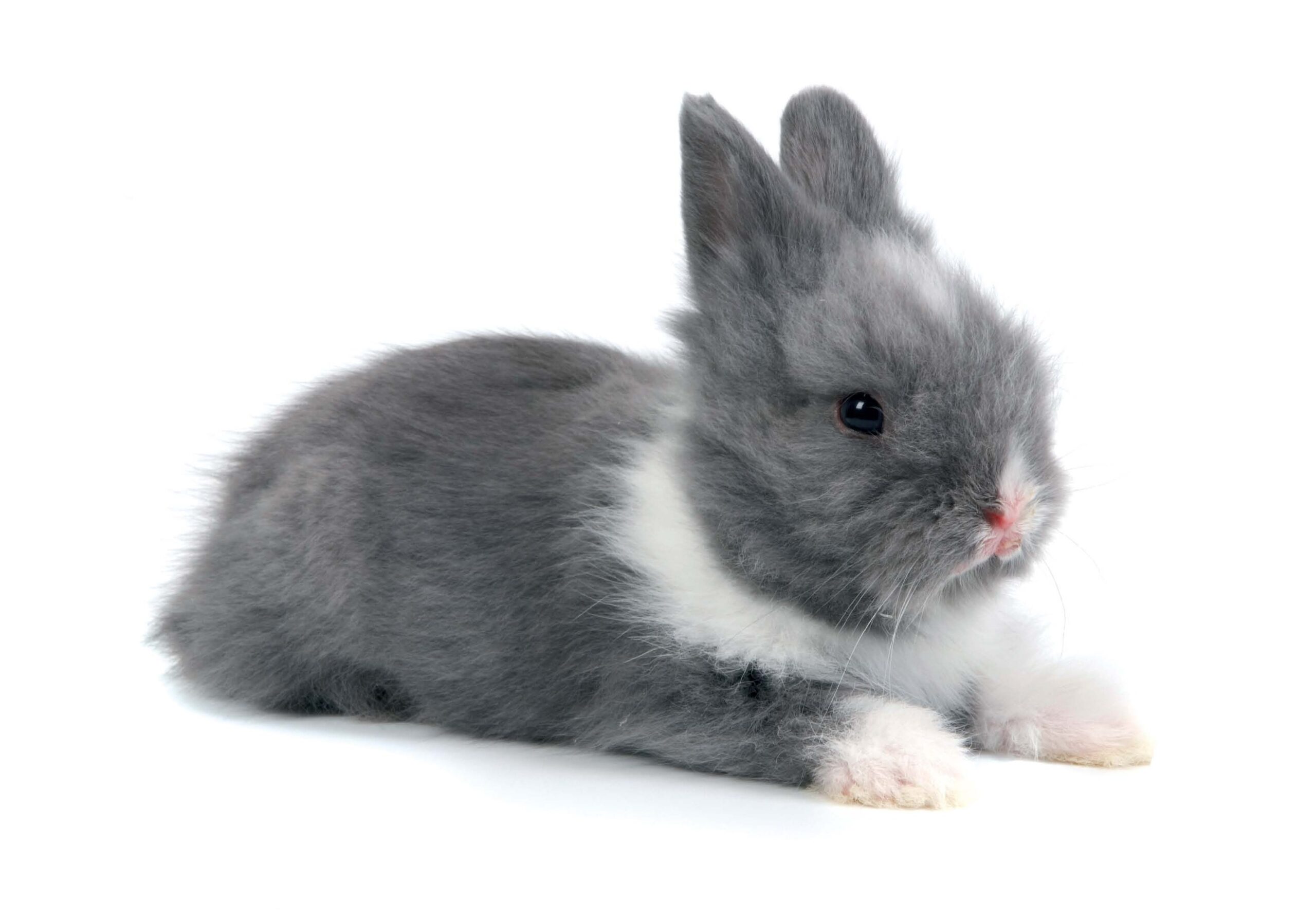 todo lo que necesitas saber sobre la longevidad de los conejos