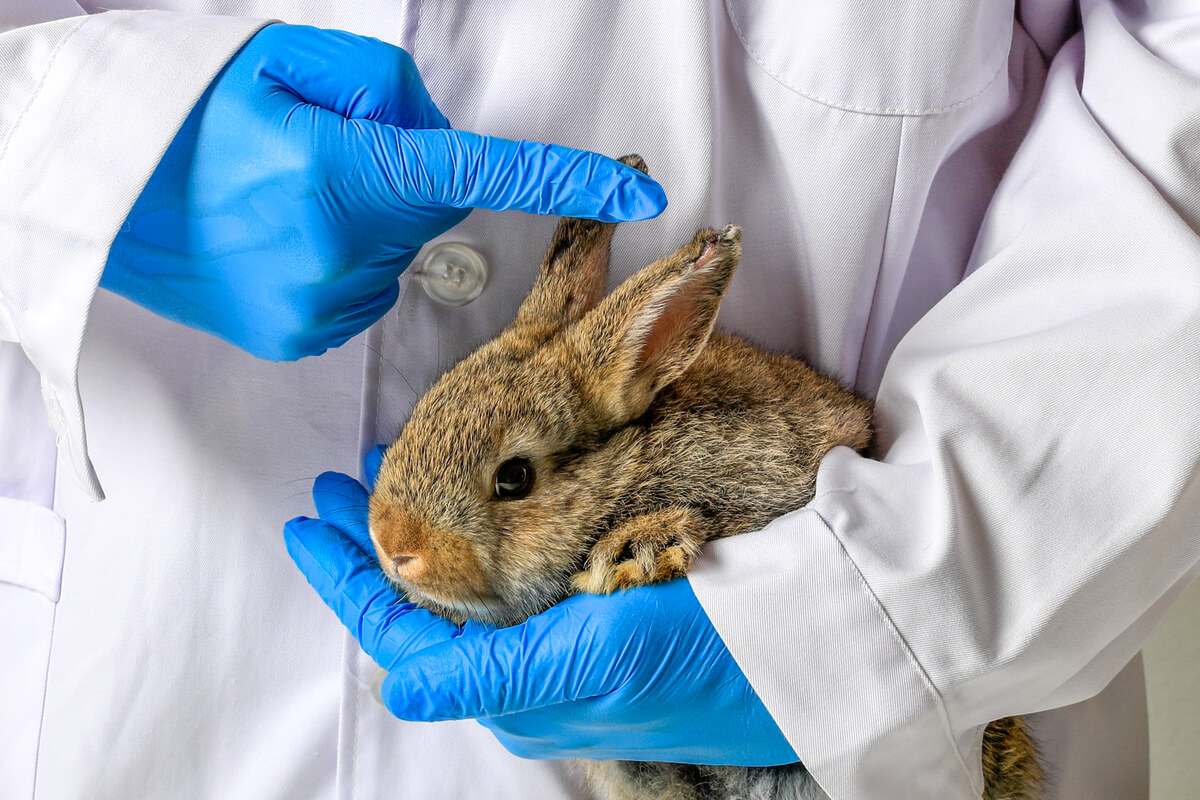todo lo que necesitas saber sobre la sarna en conejos causas sintomas y tratamiento