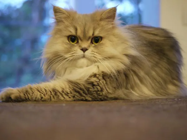 todo lo que necesitas saber sobre los elegantes gatos persa y angora