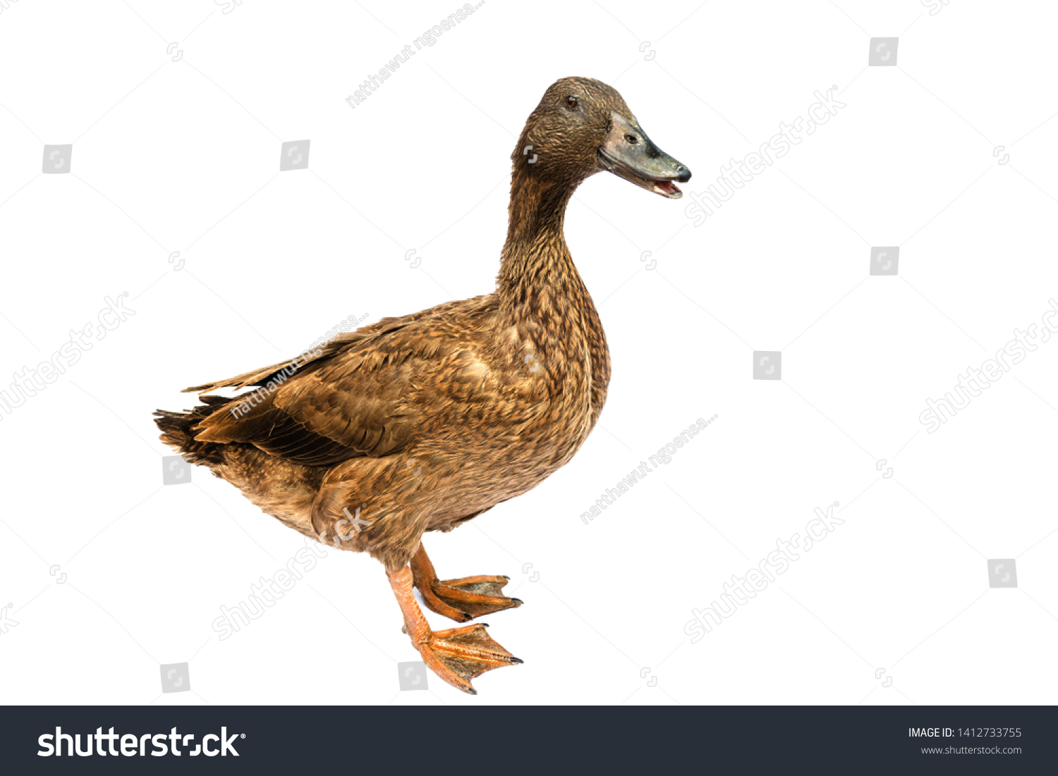 todo lo que necesitas saber sobre los patos khaki campbell caracteristicas cuidados y mas