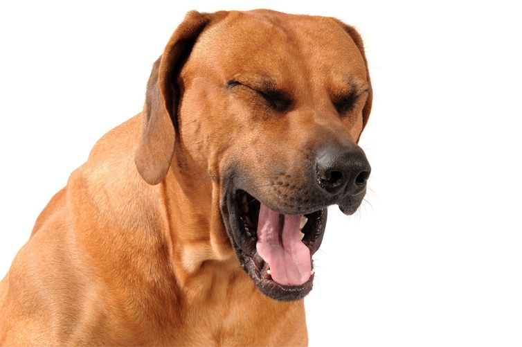 tos invertida en perros causas y tratamiento