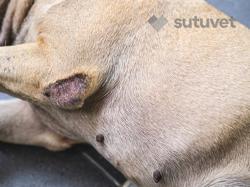 tratamiento de ulceras en la piel de perros