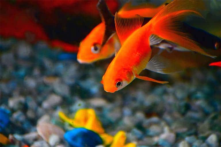 verduras para goldfish una alimentacion saludable para tus peces